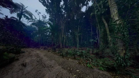 Spectacular forest opening surrounded by towering tree structures Stock Footage 335102228