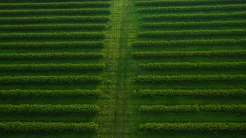 Spectacular green rows of black currant ... | Stock Video | Pond5