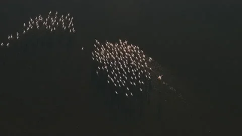 Spectacular high aerial view of a large flock of Greater Flamingos walking   Stock Footage 155809225