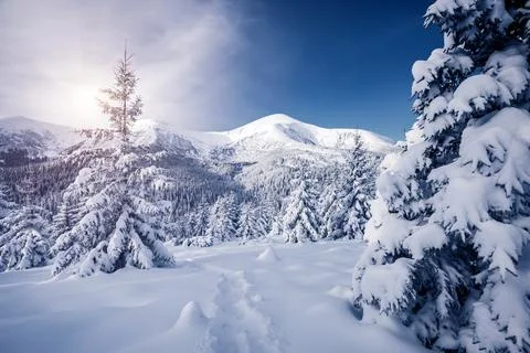 Spectacular image of spruces at sunlight. Stock Photos