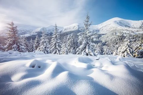 Spectacular image of spruces at sunlight. Stock Photos