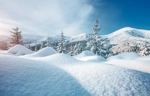 Spectacular image of spruces at sunlight. Stock Photos