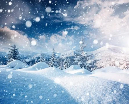 Spectacular image of spruces at sunlight. Stock Photos