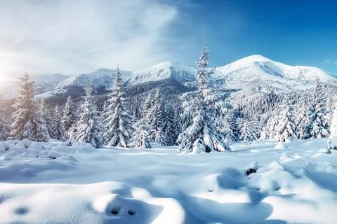Spectacular image of spruces at sunlight. Stock Photos