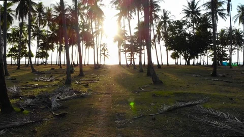 Spectacular Koh Lanta Sunset in between of some palm trees, Thailand Stock Footage 124014877