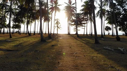 Spectacular Koh Lanta Sunset in between of some palm trees, Thailand Stock Footage 124015134