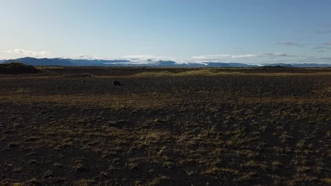 The spectacular landscape, lava fields covered in green moss and in Iceland Stock Footage 116074182