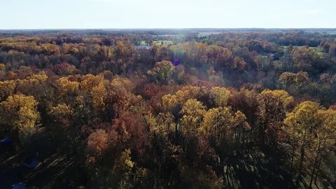 Spectacular Late Fall Trees Video stock 98110244