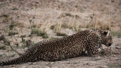 Spectacular Leopard raising up in super slow motion Stock Footage 115771744