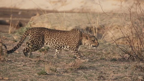Spectacular Leopard in super slow motion Stock Footage 115265523
