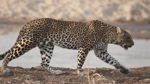 Spectacular Leopard walking near river in super slow motion Stock Footage
