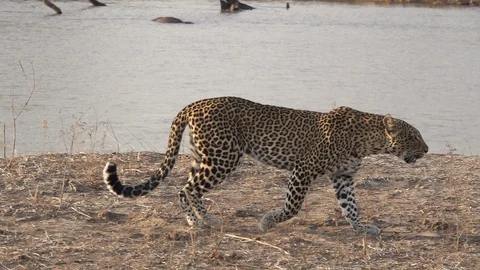 Spectacular Leopard walking in super slow motion Stock Footage 118887434