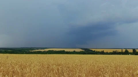 Spectacular lightning on a wheat field Stock Footage 138946848