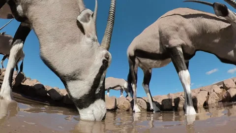 Spectacular low-angle of Oryx (Gemsbok) drinking water at a waterhole Stock Footage 165389877