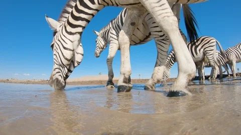 Spectacular low angle underneath view of Zebras drinking at a waterhole on the Stock Footage 107204010