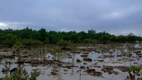 Spectacular Mangrove forest trees Stock Footage 96164262