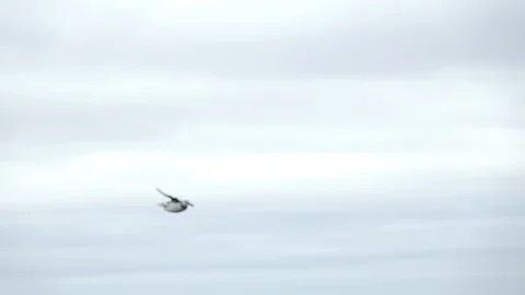 Spectacular puffin flying to camera in slow-mo Stock Footage 116312347