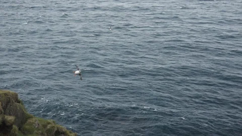 Spectacular puffin flying to nest in slow-mo Stock Footage 115889367