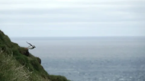 Spectacular puffin flying to nest in slow-motion Stock Footage 116118405