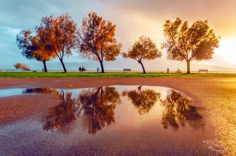 Spectacular reflection of trees and sunset after rain Stock Photos