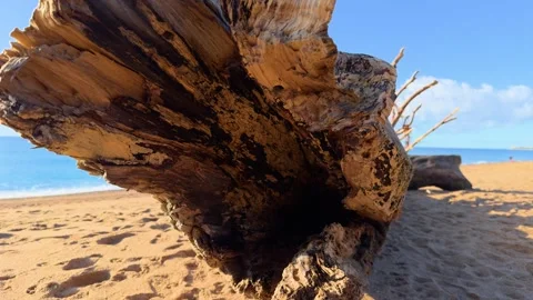 Spectacular shot of a tree trunk on a lonely and paradisiacal beach in Stock Footage 255550059