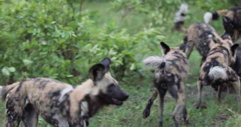 Spectacular slow moiton close-up. A large pack of African Wild Dogs taking down Stock Footage 295347521