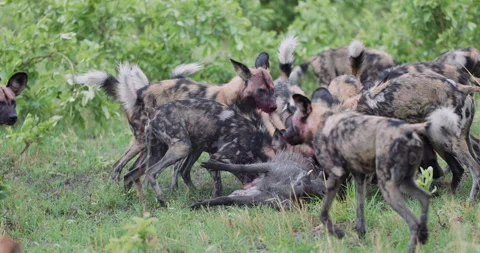 Spectacular slow moiton close-up. A large pack of African Wild Dogs devouring a Stock Footage 295347838