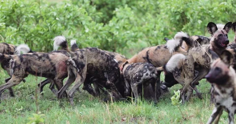 Spectacular slow moiton close-up. A large pack of African Wild Dogs devouring a Stock Footage 295348106