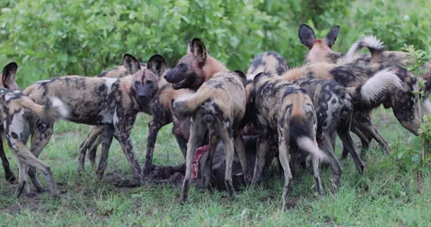 Spectacular slow moiton close-up. A large pack of African Wild Dogs devouring a Stock Footage 295348401