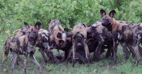 Spectacular slow moiton close-up. A large pack of African Wild Dogs devouring a Stock Footage 295348843