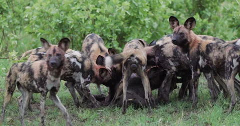 Spectacular slow moiton close-up. A large pack of African Wild Dogs devouring a Stock Footage 295348862