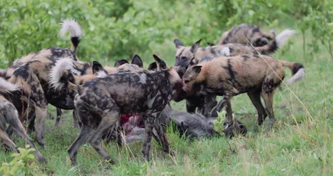 Spectacular slow moiton close-up. A large pack of African Wild Dogs devouring a Stock Footage 295349797