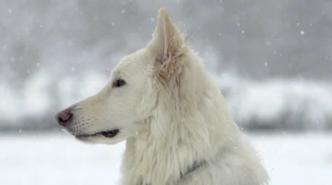 Spectacular Slow Motion Close-Up Of White Swiss Shepherd Dog Stock Footage