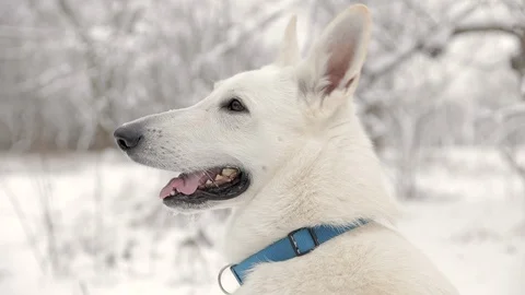 Spectacular Slow Motion Close-Up Of White Swiss Shepherd Dog Stock Footage 124805510