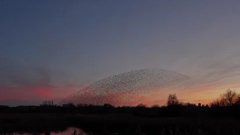 A spectacular Starling murmuration in real time at Brandon Marsh, Warwickshire Stock Footage 323801475