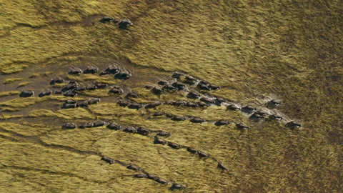Spectacular straight down aerial view of a herd of Cape Buffalo running  Stock Footage 155707250