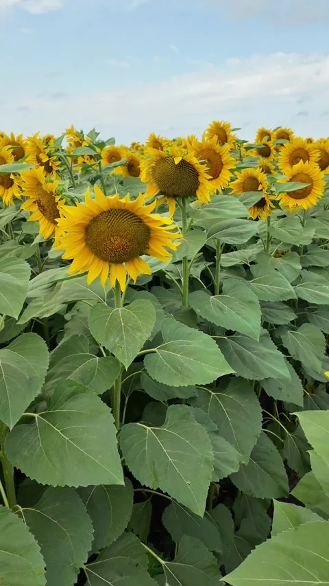 Spectacular sunflower field under summer sky Stock Footage 280024741