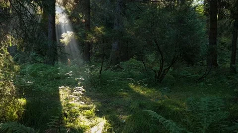 Spectacular sunrays in the forest. Sunrise in the forest with sunlight Stock Footage 162303122