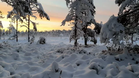 Spectacular sunset view over forest edge and snowy field in snow covered scan Stock Footage 146452909