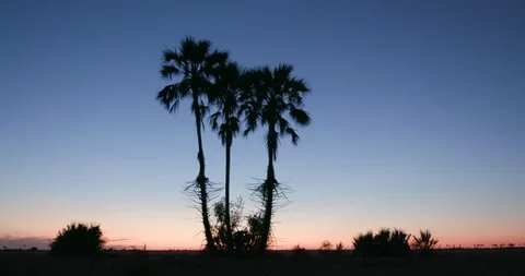 Spectacular timelapse of the sunset with palm trees in silhouette Makgadikgadi Stock Footage 107224529
