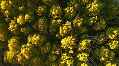 Spectacular top down drone orbit of yellow aspen trees moving in breeze. Vídeos de archivo 164940743