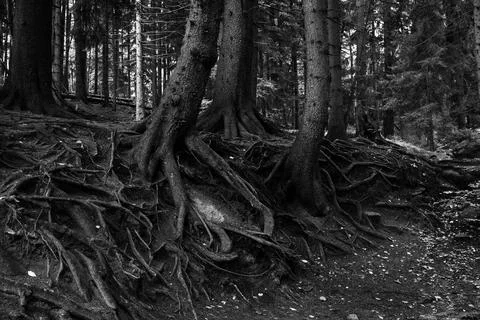 Spectacular tree roots on the surface of the ground. Black and white. Фото