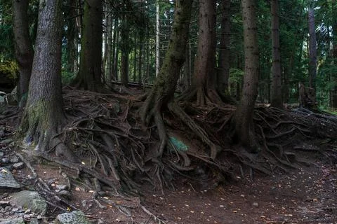 Spectacular tree roots on the surface of the ground. Stock Photos