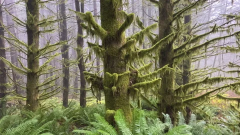 Spectacular Trees covered with moss at fall in a rainforest Stock Footage 217392175