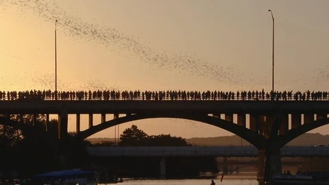 Spectacular view of bats taking flight Congress Avenue Bridge in Austin, Texas Stock Footage 103973549