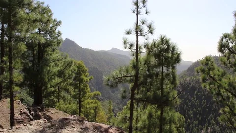 Spectacular view from the top of a mountain of Pinus Canariensis Stock Footage 74174041