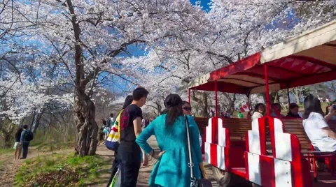 Spectating Cherry Blossom Stock Footage 49862103