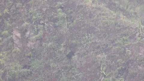 Spectcled Bear waling down mountain slope with incoming mist Stock Footage 297485563