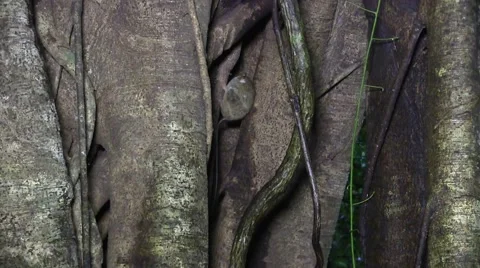 Spectral Tarsier sit in fig tree in rainforest early night looking around Stock Footage 55379885