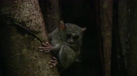 Spectral Tarsier sit in fig tree in rainforest early night looking around Stock Footage 55380290